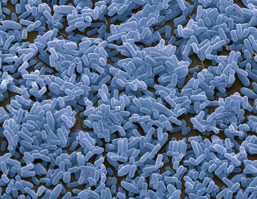 Staphylococcus Epidermidis Bacteria by Steve Gschmeissner